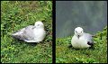 A (80) Fulmars